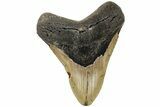 Fossil Megalodon Tooth - North Carolina #221819-1